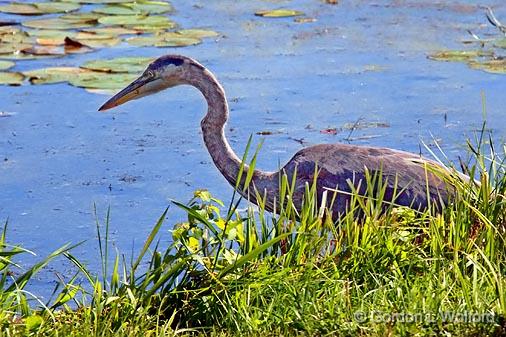 Heron On The Shore_22171.jpg - Great Blue Heron (Ardea herodias) photographed along the Rideau Canal Waterway at the Baxter Conservation Area near Kars, Ontario, Canada.